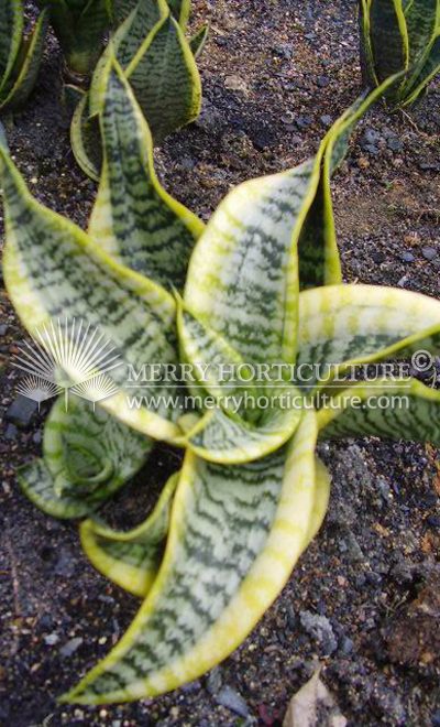 Sanservieria superba Twister